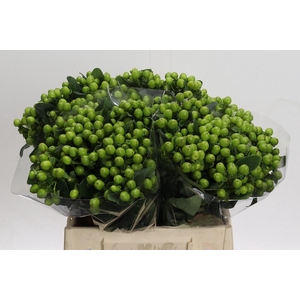 Hypericum Lucky Romance