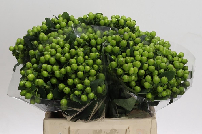 Hypericum Lucky Romance