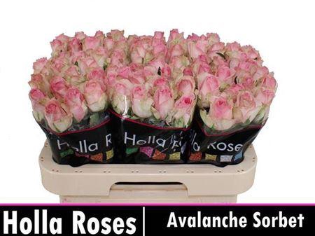 <h4>R Gr Avalanche Sorb+</h4>