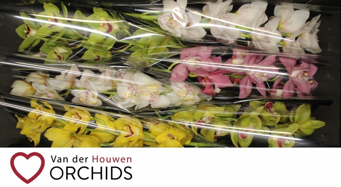 <h4>70 cm gemengd</h4>