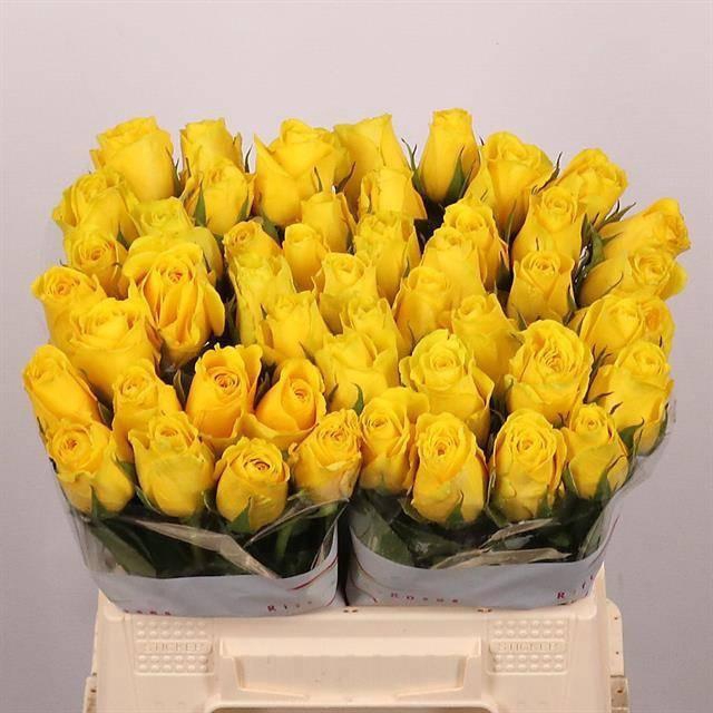 <h4>R GR GOLDFINCH</h4>