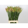 Nerine Vesta K