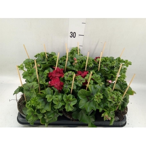 Pelargonium pelt.   ...