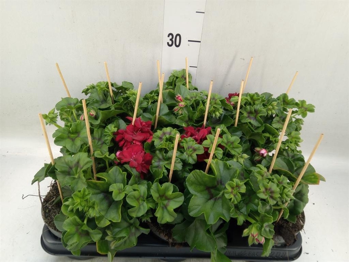 <h4>Pelargonium pelt.   ...</h4>