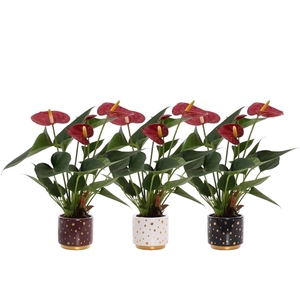 Anthurium Diamond Red in Sparkle ceramics