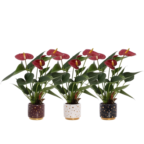 <h4>Anthurium Diamond Red in Sparkle ceramics</h4>