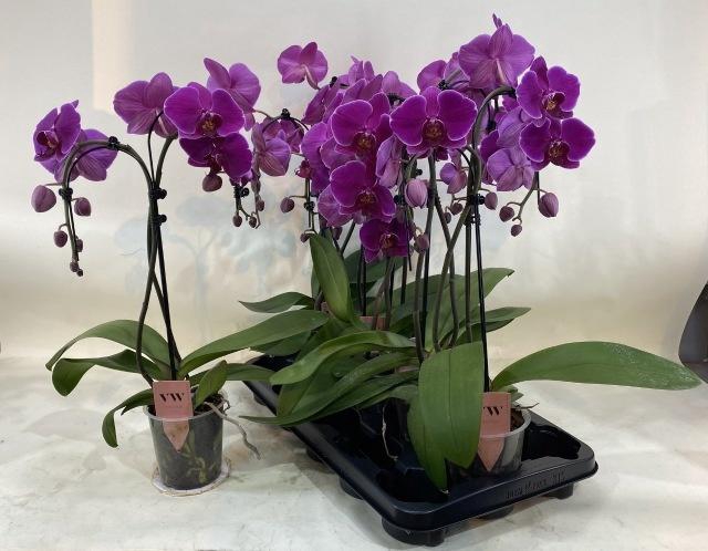 <h4>PHAL OV PAARS</h4>