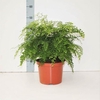 Adiantum raddi. 'Fragrans'
