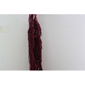 Pres Amaranthus Caud Antique Pink Bunch