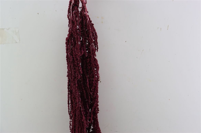 <h4>Pres Amaranthus Caud Antique Pink Bunch</h4>