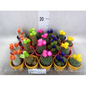 Cactus   ...decorated