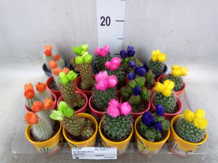 <h4>Cactus   ...decorated</h4>