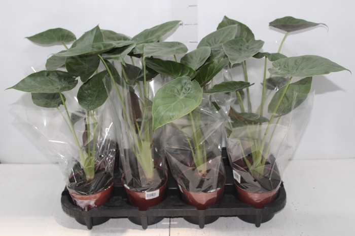 <h4>ALOCASIA WENTII P12</h4>