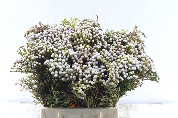 <h4>Kaaps Spray Brunia</h4>