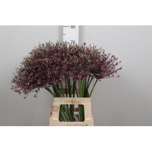 Allium Spider