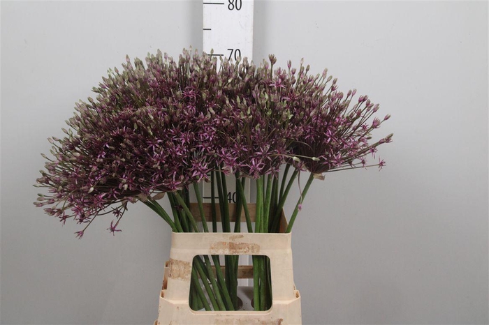 <h4>Allium Spider</h4>