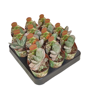 GASTERIA 'SAKURA FUJI' - POT Ø 6,5 - COLLECTION WITH POTCOVER (SUCCULENTEN)