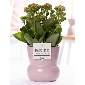 Kalanchoe pink in P&PURE Plant Vase Maxima pink