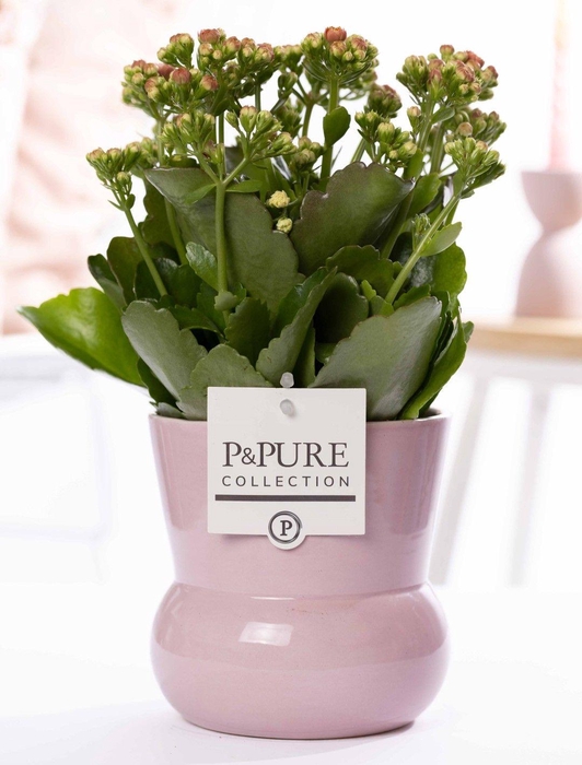 <h4>Kalanchoe pink in P&PURE Plant Vase Maxima pink</h4>