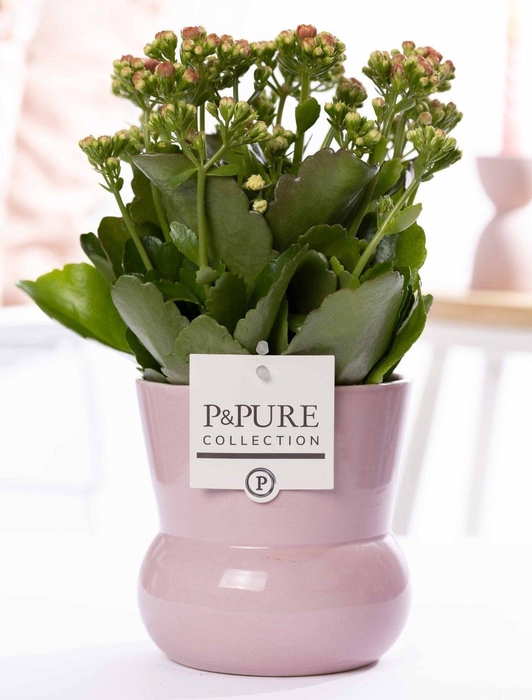<h4>Kalanchoe pink in P&PURE Plant Vase Maxima pink</h4>