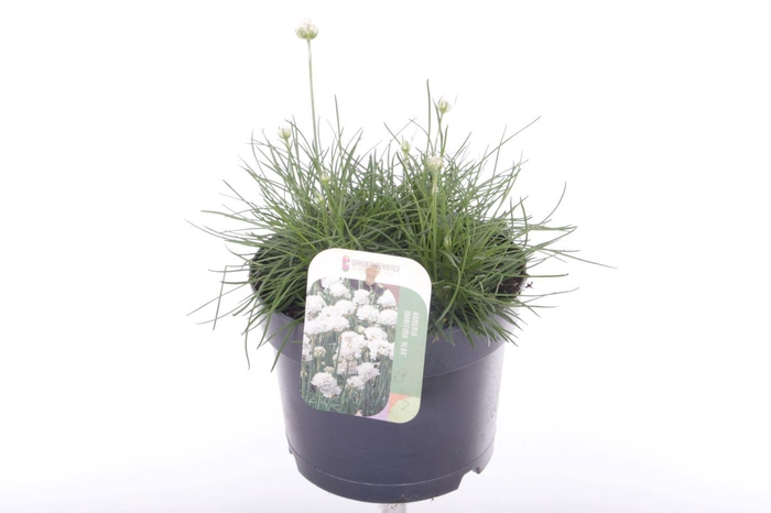<h4>Armeria maritima Alba</h4>