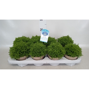 Hebe  'Emerald Gem'