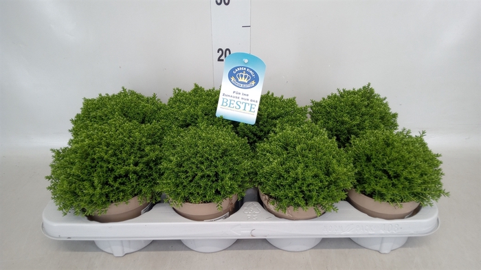 <h4>Hebe  'Emerald Gem'</h4>