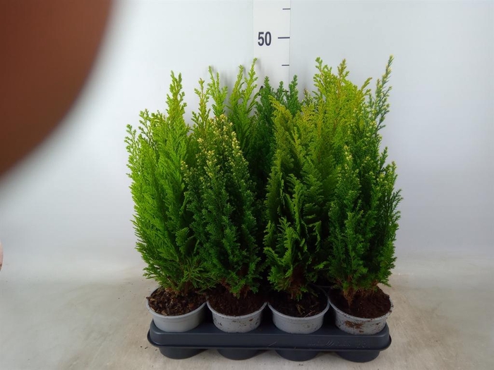 <h4>Conifers   ...mix</h4>