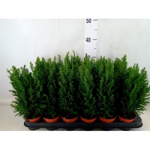 Chamaecyparis laws. 'Ellwoodii'