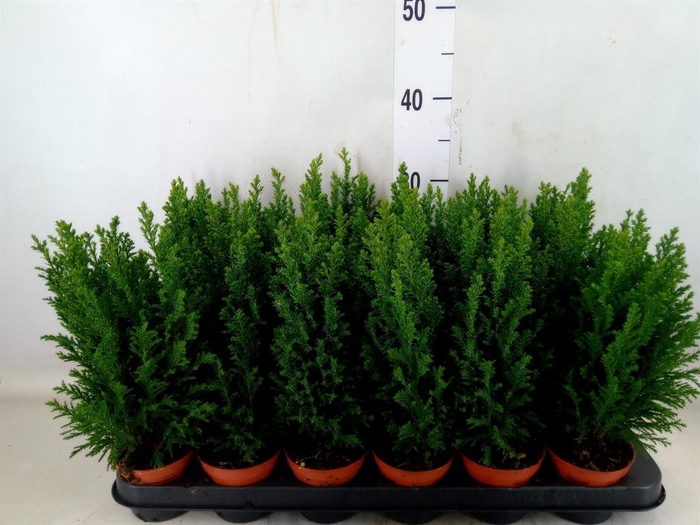 <h4>Chamaecyparis laws. 'Ellwoodii'</h4>