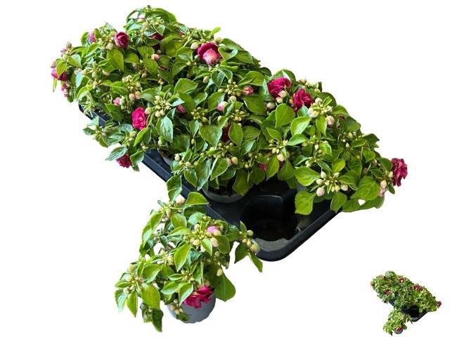 <h4>IMP FIESTA OLE PURPL</h4>