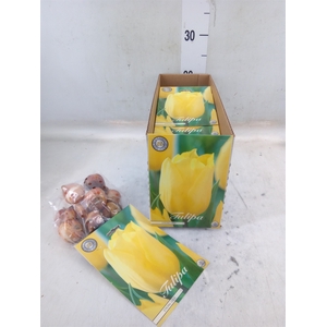 Tulipa   ...flowerbulbs