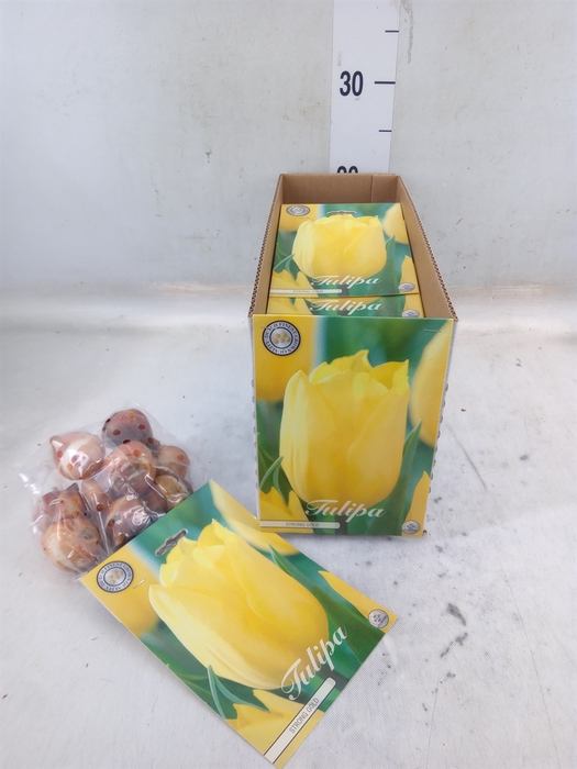 <h4>Tulipa   ...flowerbulbs</h4>