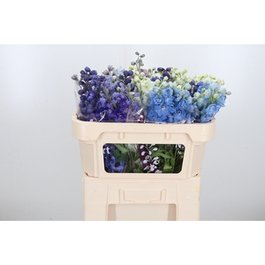 Delphinium El Gemengd