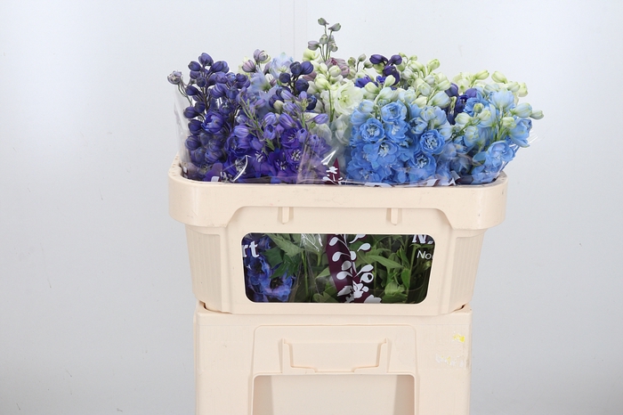 <h4>Delphinium El Gemengd</h4>