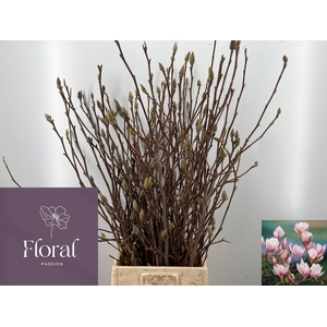 MAGNOLIA GRANDIFLORA