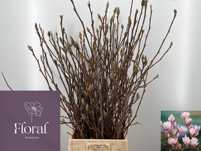 <h4>MAGNOLIA GRANDIFLORA</h4>