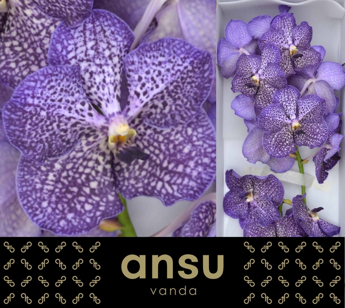 Vanda Sunanda Sapphire