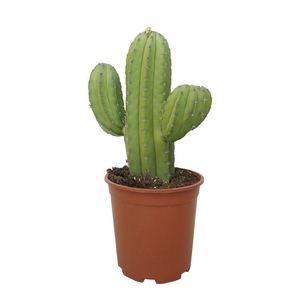 Cereus   ...