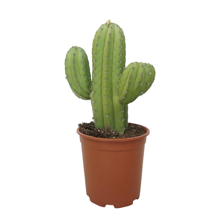 <h4>Cereus   ...</h4>