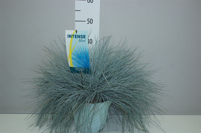 <h4>Festuca Gl. Intense Blue</h4>