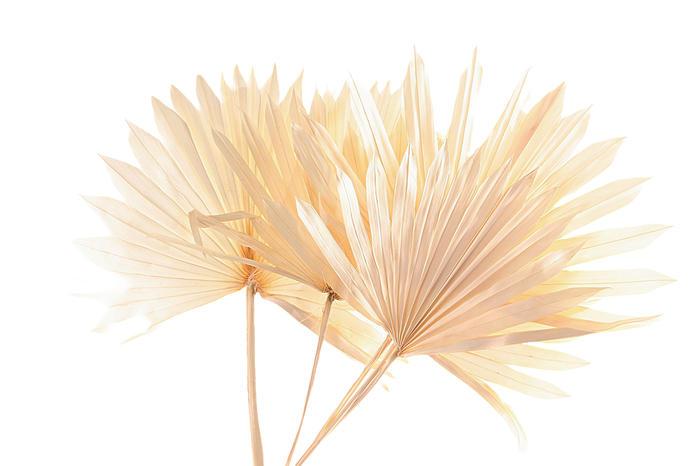 Palm Sun White Bleached