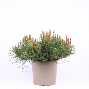 Pinus mugo 'Mughus'