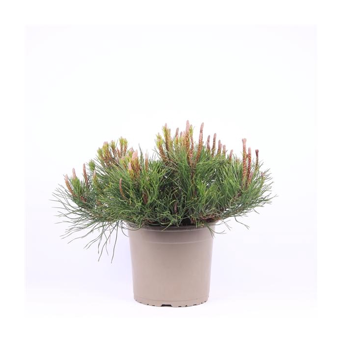 <h4>Pinus mugo 'Mughus'</h4>