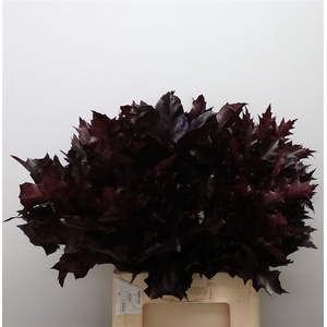 Quercus Rubra Aubergine