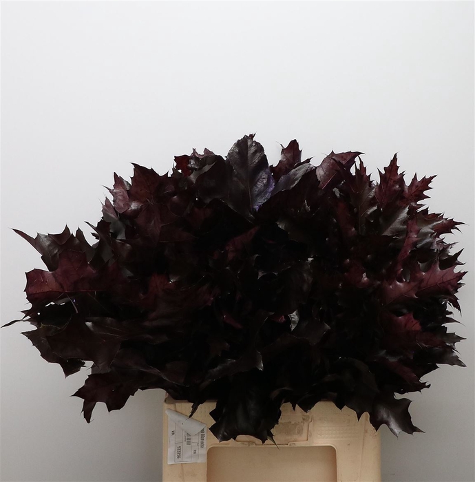 <h4>Quercus Rubra Aubergine</h4>