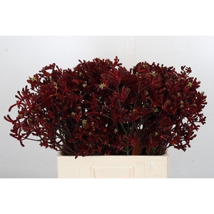 Kangaroo Paw Bush Ruby