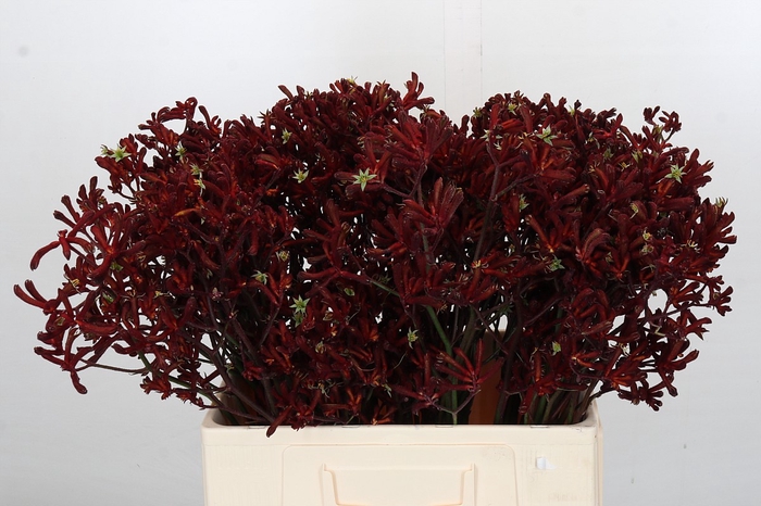 <h4>Kangaroo Paw Bush Ruby</h4>