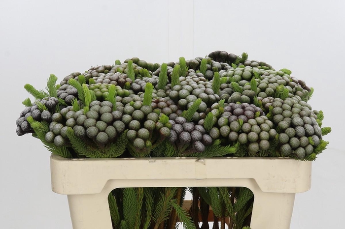 <h4>Cape Green Albiflora</h4>