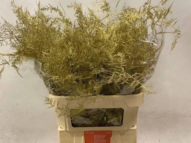 <h4>ASP OV KLB H%</h4>